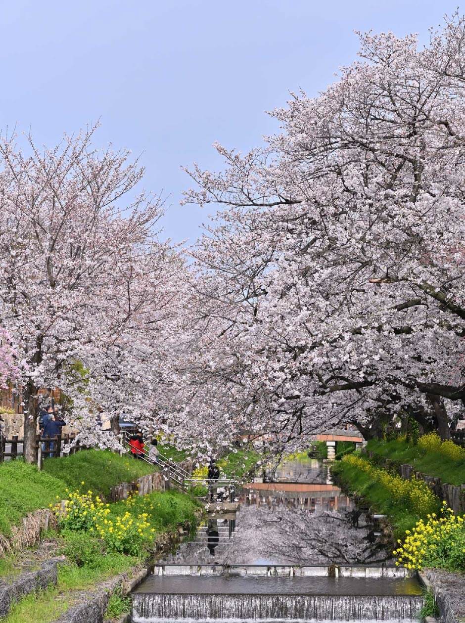 川と両脇に咲く桜