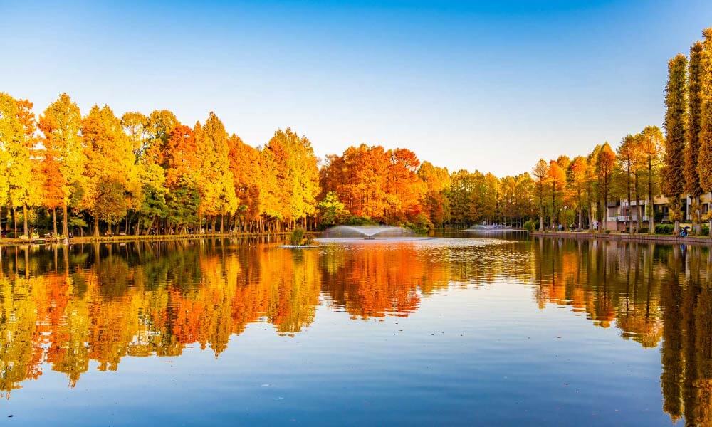 湖の周りで紅葉が茂っている