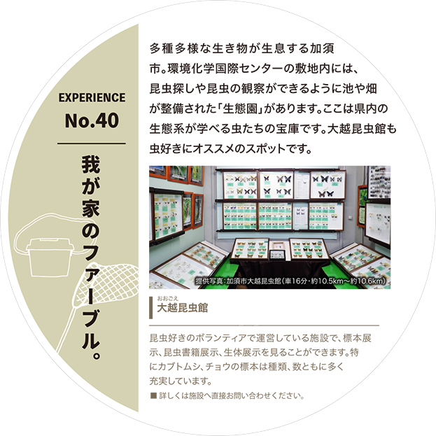 我が家のファーブル。