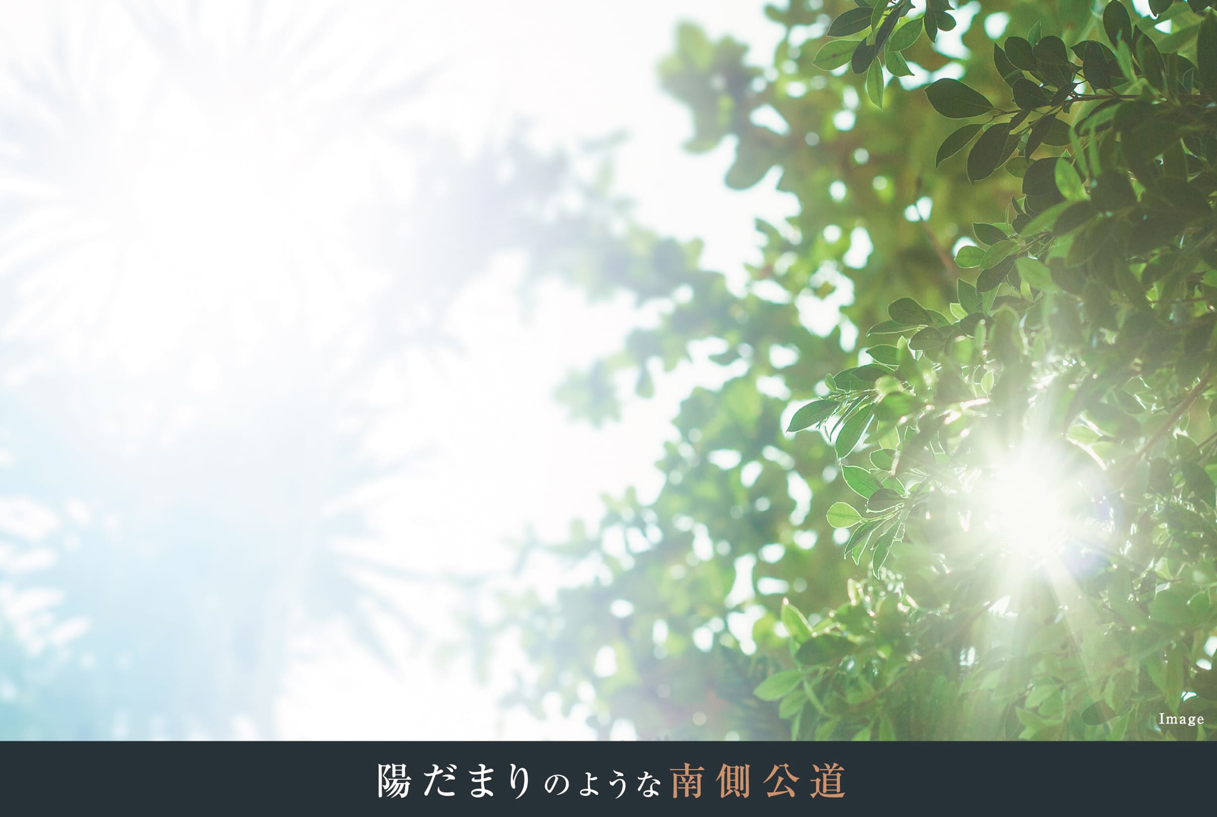 陽だまりのような南側公道